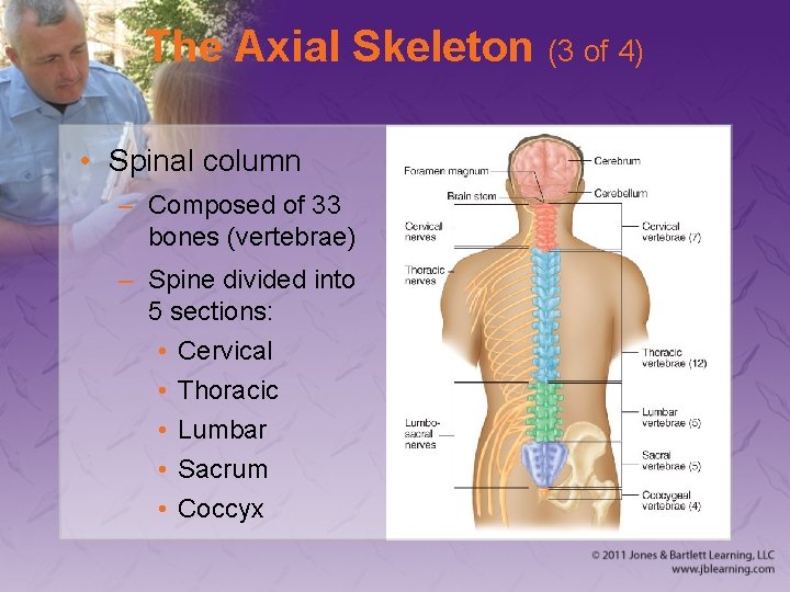 The Axial Skeleton (3 of 4) • Spinal column – Composed of 33 bones