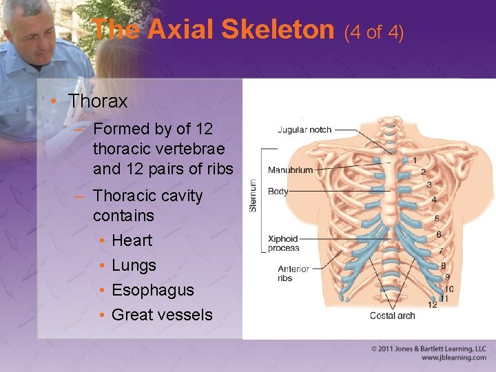 The Axial Skeleton (4 of 4) • Thorax – Formed by of 12 thoracic