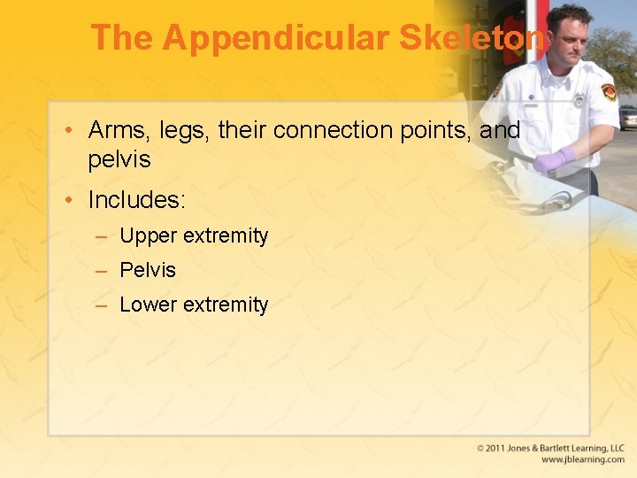 The Appendicular Skeleton • Arms, legs, their connection points, and pelvis • Includes: –