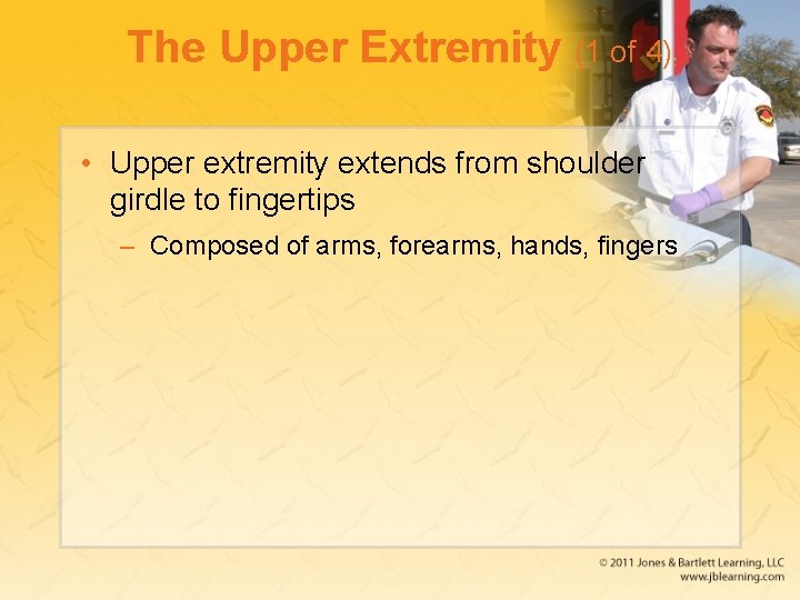 The Upper Extremity (1 of 4) • Upper extremity extends from shoulder girdle to
