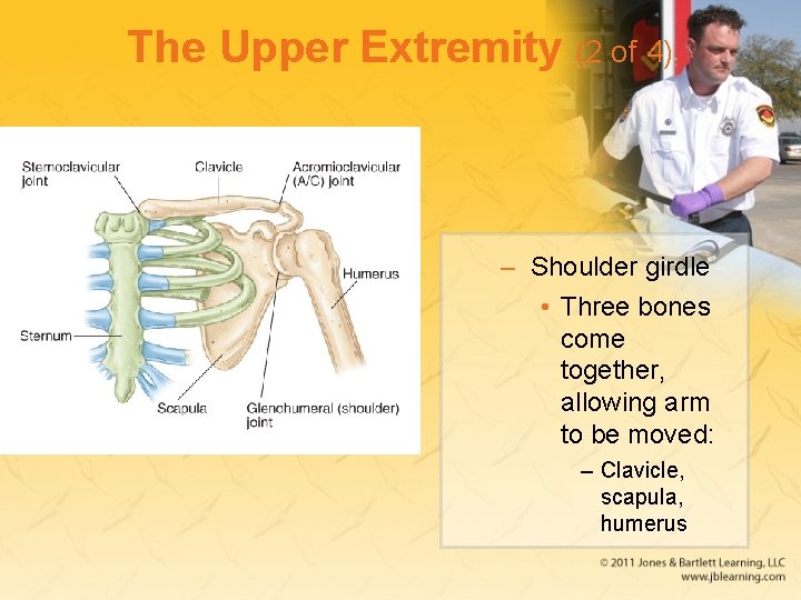 The Upper Extremity (2 of 4) – Shoulder girdle • Three bones come together,