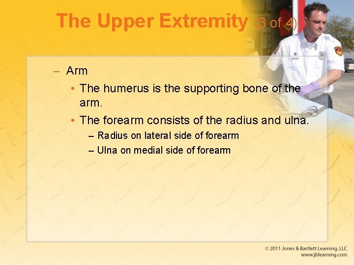 The Upper Extremity (3 of 4) – Arm • The humerus is the supporting
