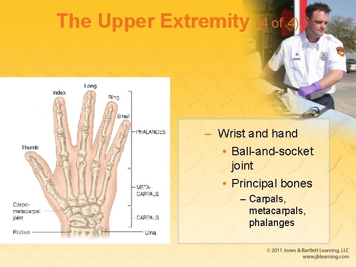 The Upper Extremity (4 of 4) – Wrist and hand • Ball-and-socket joint •