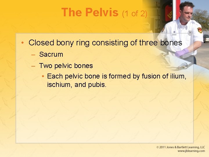 The Pelvis (1 of 2) • Closed bony ring consisting of three bones –