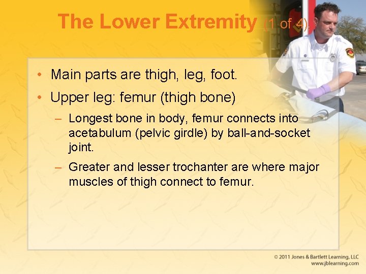 The Lower Extremity (1 of 4) • Main parts are thigh, leg, foot. •