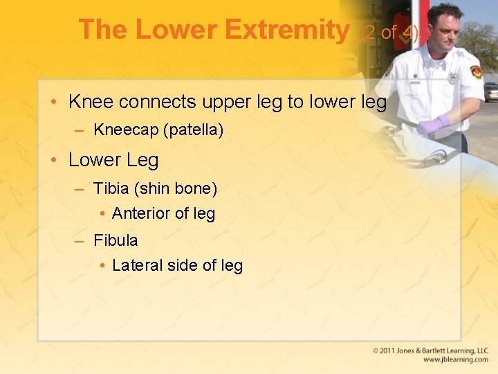 The Lower Extremity (2 of 4) • Knee connects upper leg to lower leg