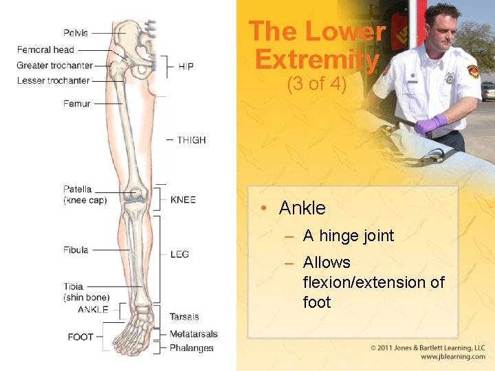The Lower Extremity (3 of 4) • Ankle – A hinge joint – Allows