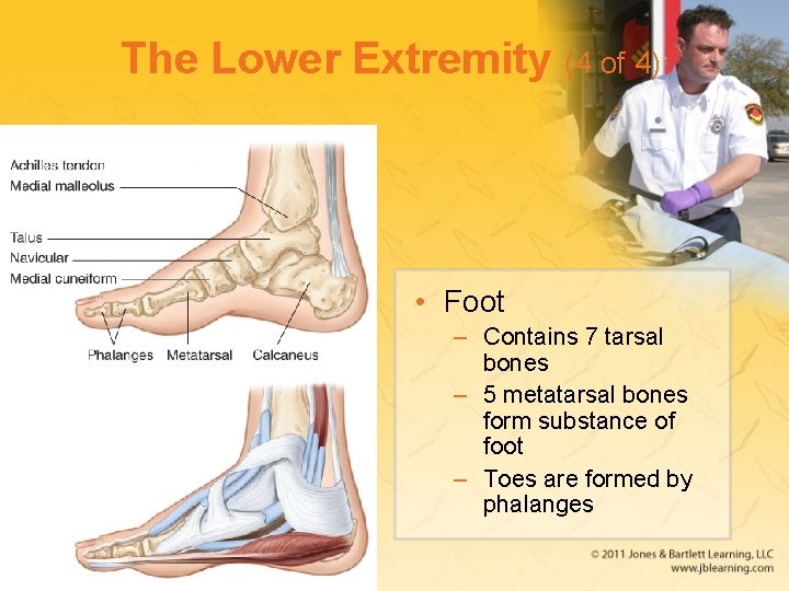 The Lower Extremity (4 of 4) • Foot – Contains 7 tarsal bones –