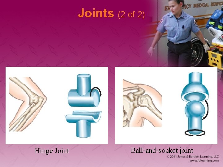 Joints (2 of 2) Hinge Joint Ball-and-socket joint 