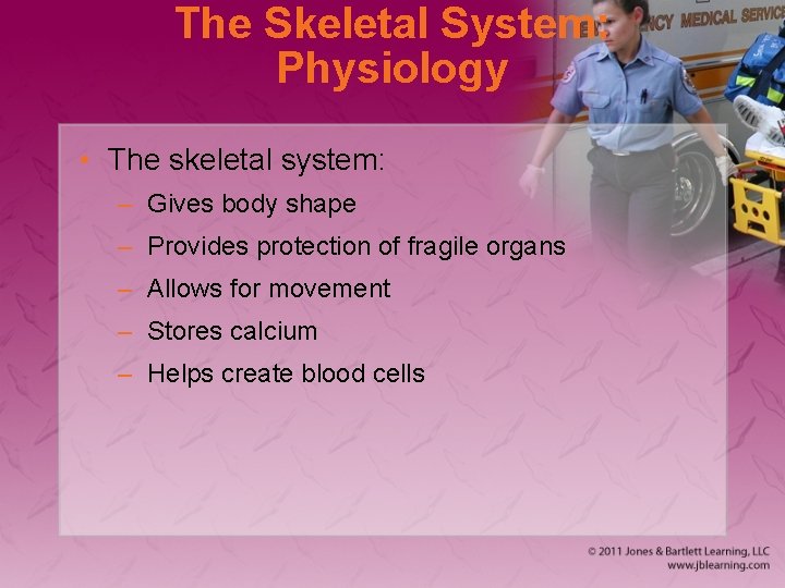 The Skeletal System: Physiology • The skeletal system: – Gives body shape – Provides