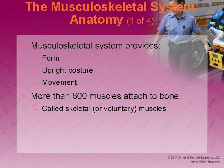 The Musculoskeletal System: Anatomy (1 of 4) • Musculoskeletal system provides: – Form –