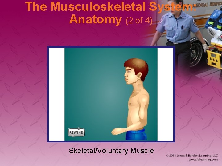 The Musculoskeletal System: Anatomy (2 of 4) Skeletal/Voluntary Muscle 