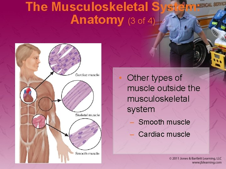 The Musculoskeletal System: Anatomy (3 of 4) • Other types of muscle outside the