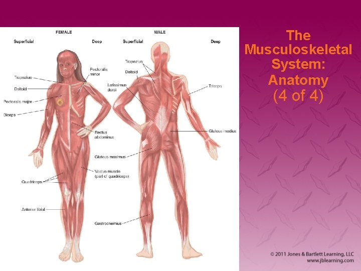 The Musculoskeletal System: Anatomy (4 of 4) 