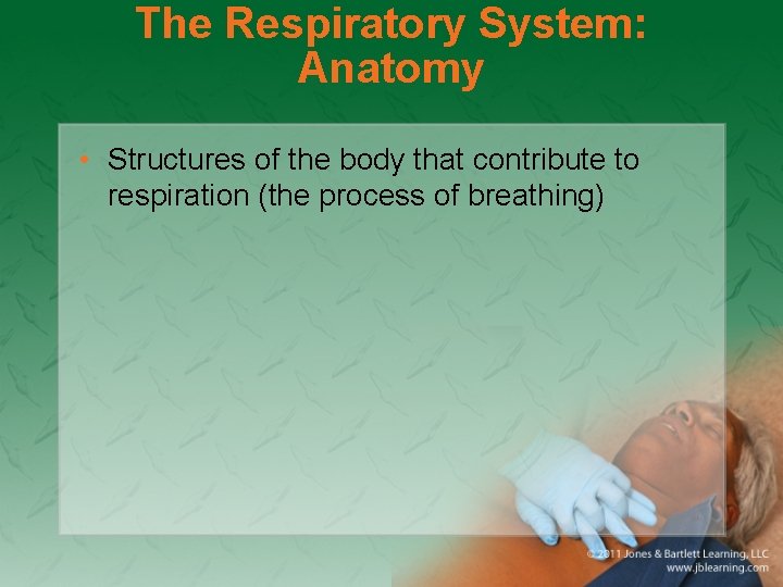 The Respiratory System: Anatomy • Structures of the body that contribute to respiration (the