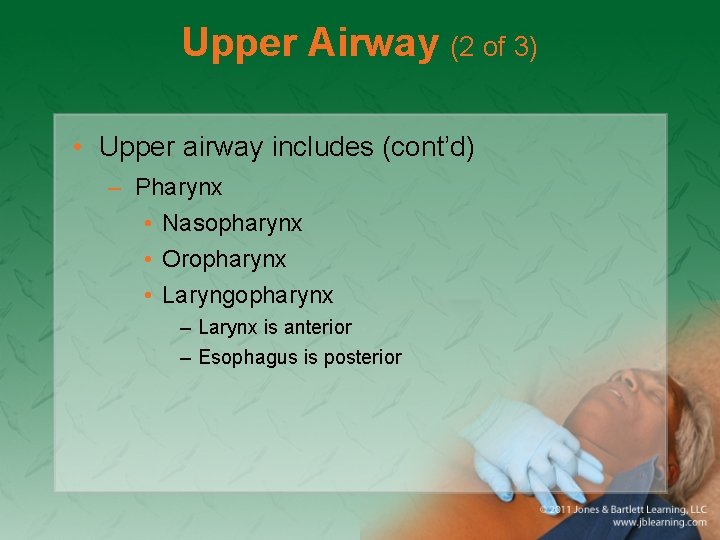 Upper Airway (2 of 3) • Upper airway includes (cont’d) – Pharynx • Nasopharynx