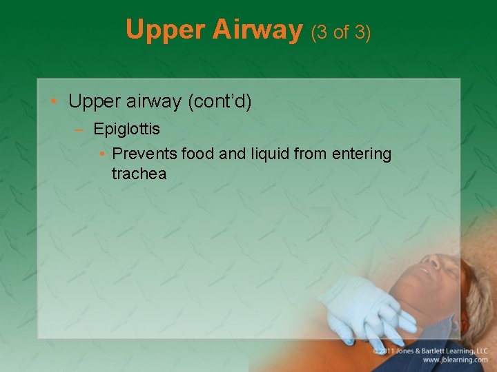 Upper Airway (3 of 3) • Upper airway (cont’d) – Epiglottis • Prevents food