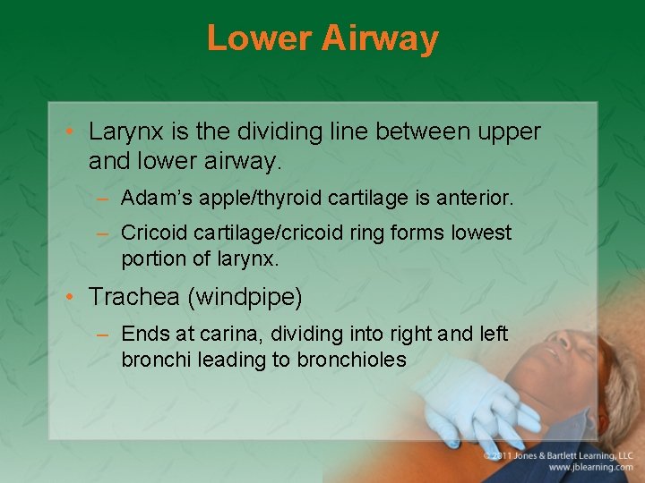 Lower Airway • Larynx is the dividing line between upper and lower airway. –