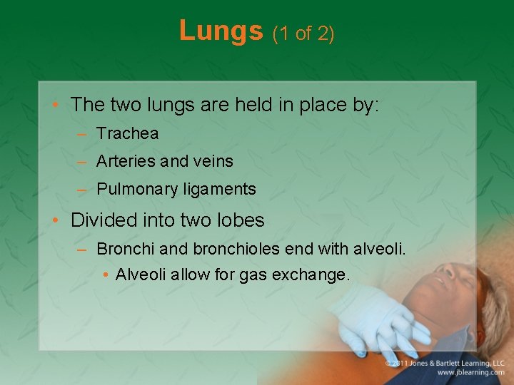 Lungs (1 of 2) • The two lungs are held in place by: –