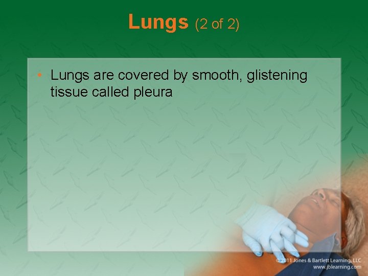 Lungs (2 of 2) • Lungs are covered by smooth, glistening tissue called pleura
