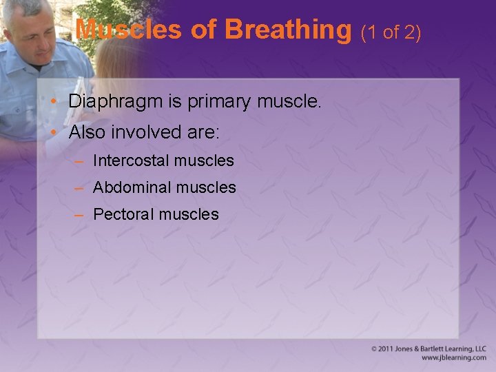 Muscles of Breathing (1 of 2) • Diaphragm is primary muscle. • Also involved