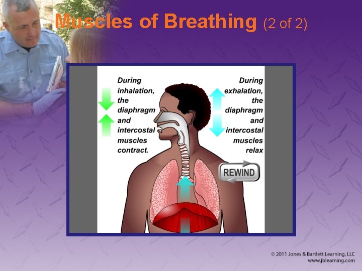 Muscles of Breathing (2 of 2) 