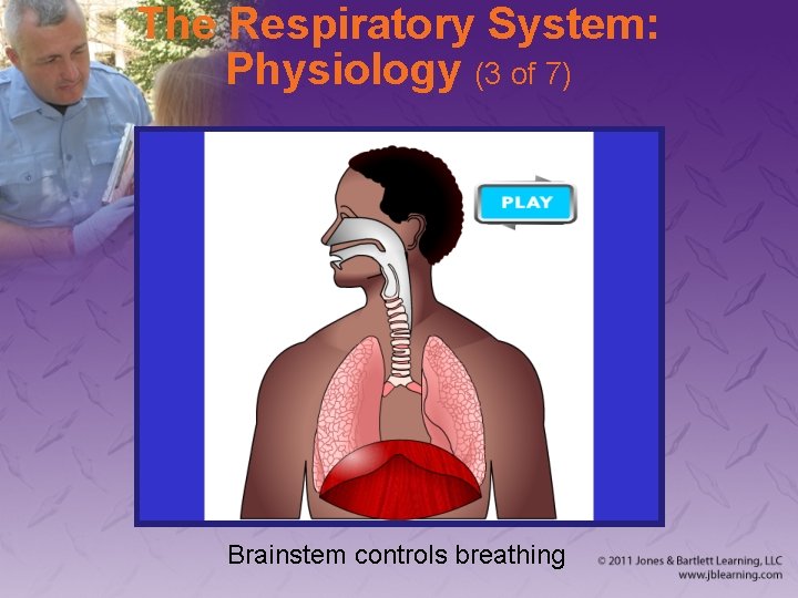 The Respiratory System: Physiology (3 of 7) Brainstem controls breathing 