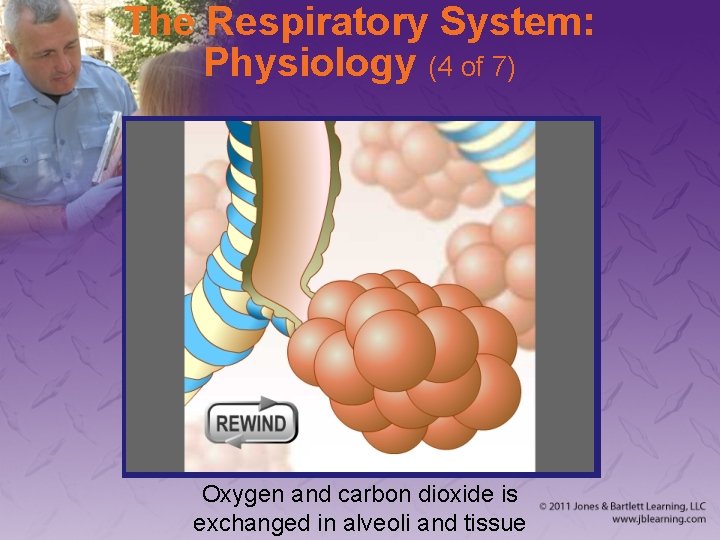 The Respiratory System: Physiology (4 of 7) Oxygen and carbon dioxide is exchanged in