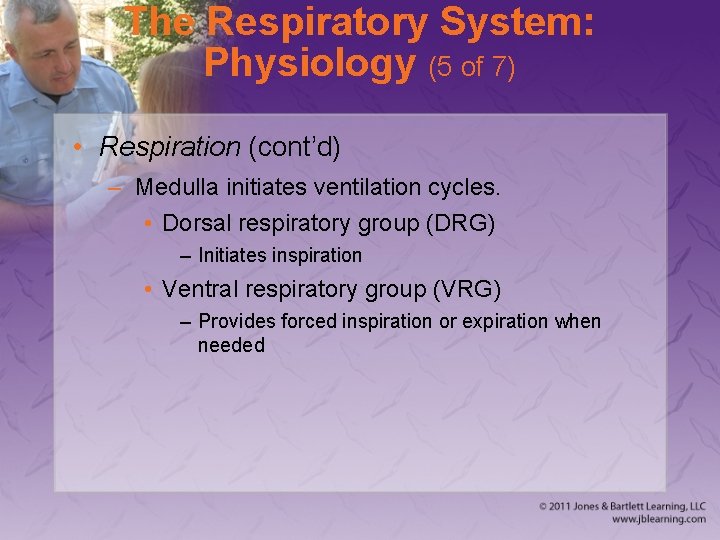 The Respiratory System: Physiology (5 of 7) • Respiration (cont’d) – Medulla initiates ventilation
