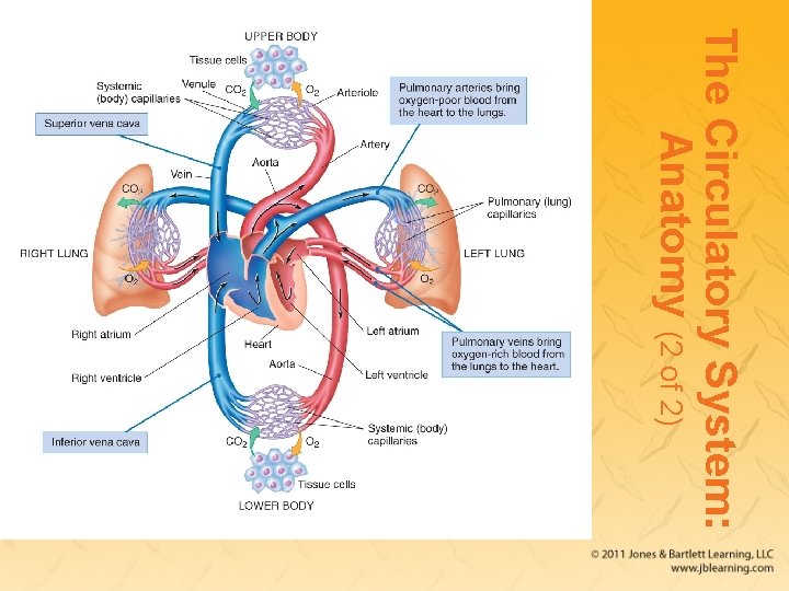 The Circulatory System: Anatomy (2 of 2) 