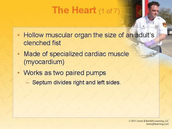 The Heart (1 of 7) • Hollow muscular organ the size of an adult’s