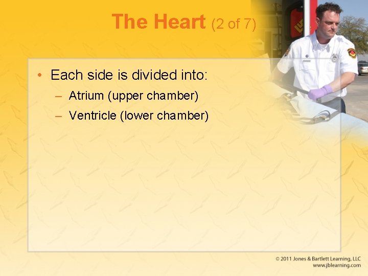 The Heart (2 of 7) • Each side is divided into: – Atrium (upper