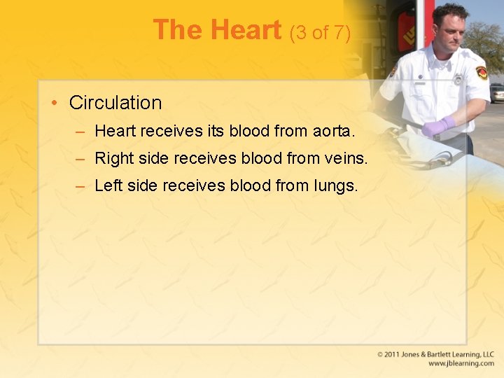 The Heart (3 of 7) • Circulation – Heart receives its blood from aorta.
