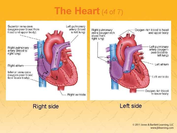 The Heart (4 of 7) Right side Left side 