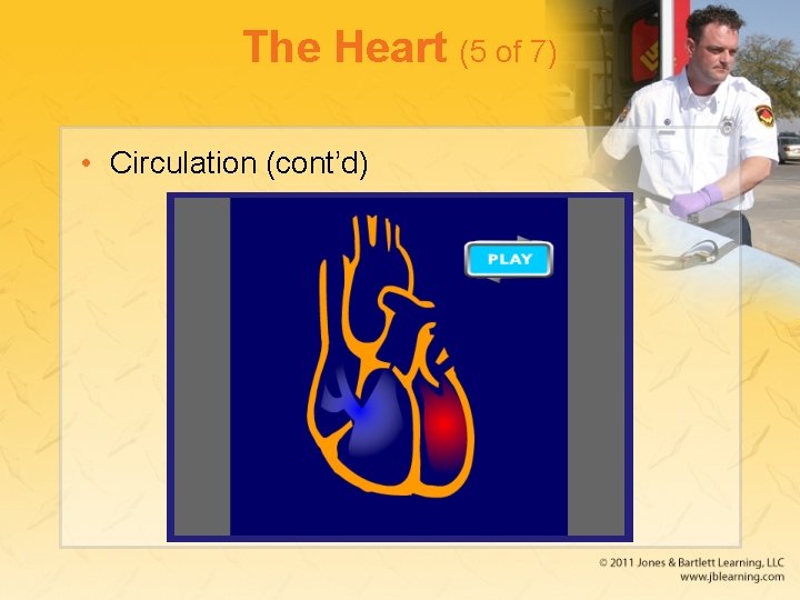 The Heart (5 of 7) • Circulation (cont’d) 