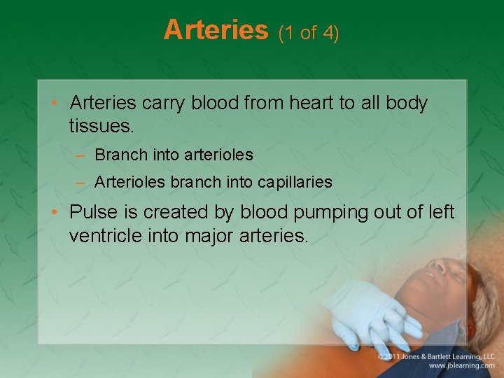 Arteries (1 of 4) • Arteries carry blood from heart to all body tissues.