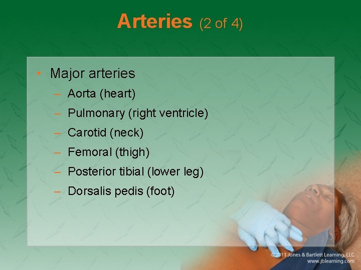 Arteries (2 of 4) • Major arteries – Aorta (heart) – Pulmonary (right ventricle)