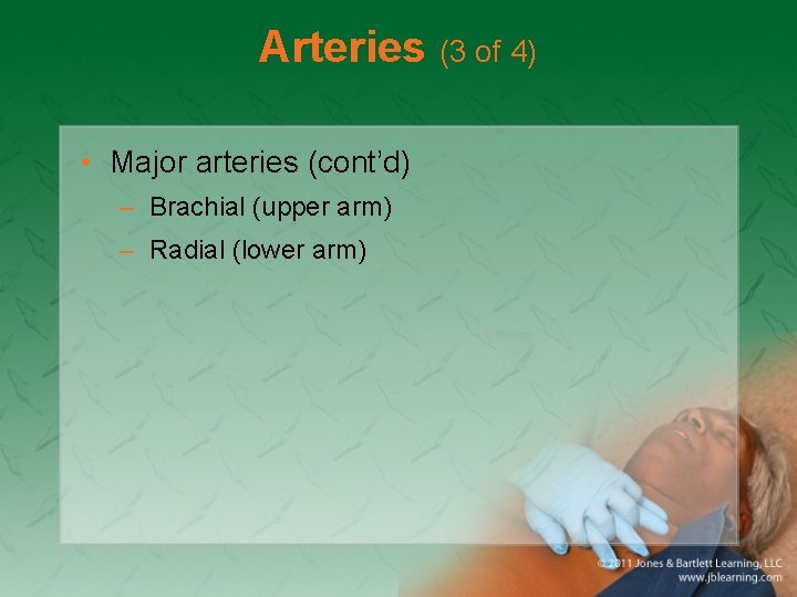 Arteries (3 of 4) • Major arteries (cont’d) – Brachial (upper arm) – Radial