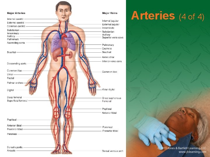 Arteries (4 of 4) 