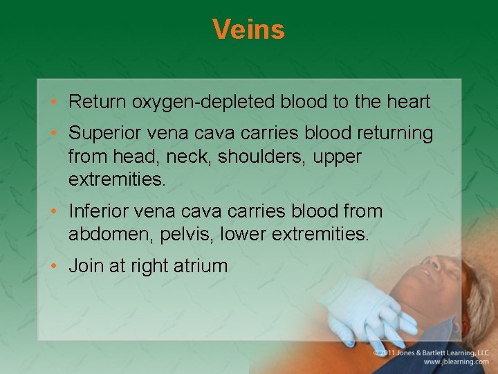 Veins • Return oxygen-depleted blood to the heart • Superior vena cava carries blood