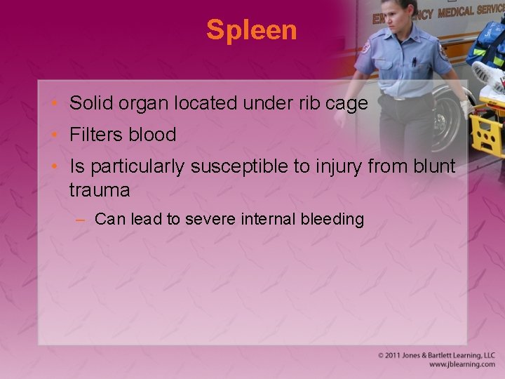 Spleen • Solid organ located under rib cage • Filters blood • Is particularly