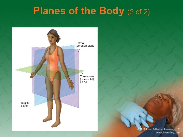 Planes of the Body (2 of 2) 