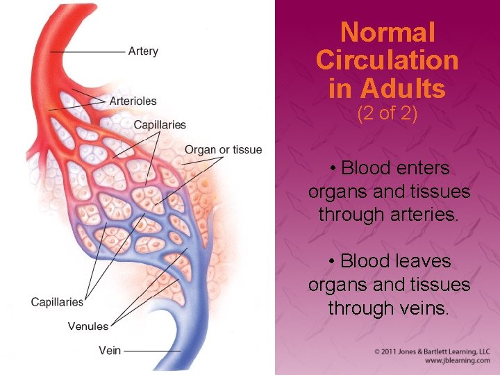 Normal Circulation in Adults (2 of 2) • Blood enters organs and tissues through