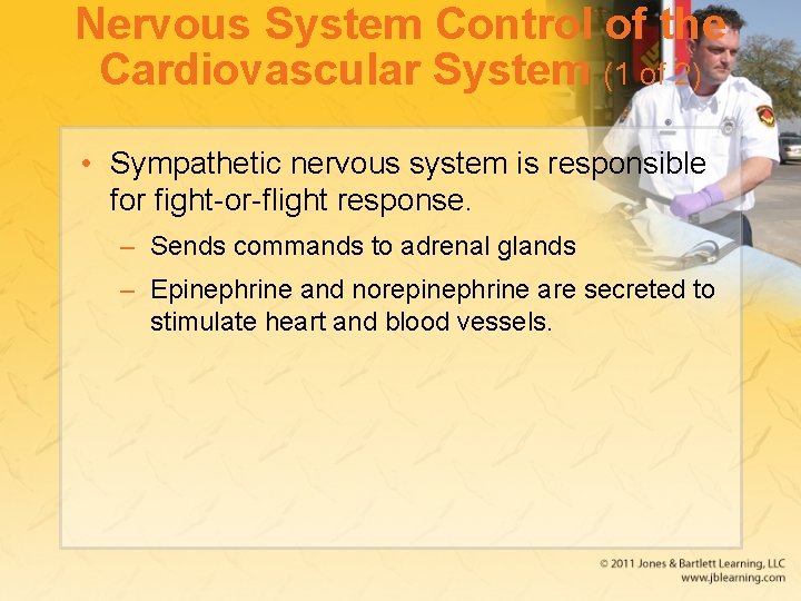 Nervous System Control of the Cardiovascular System (1 of 2) • Sympathetic nervous system