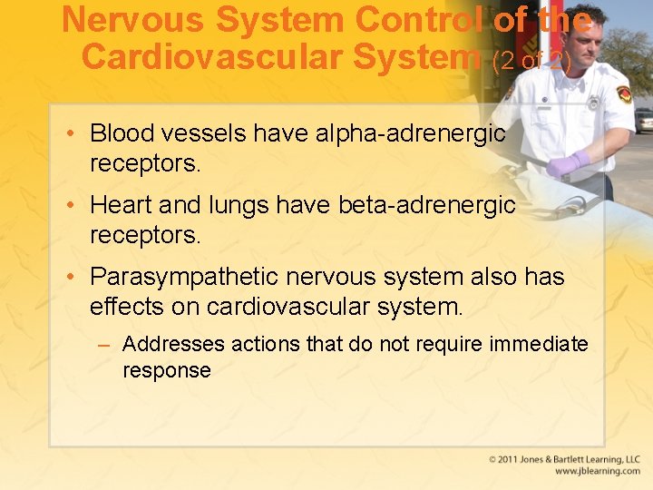 Nervous System Control of the Cardiovascular System (2 of 2) • Blood vessels have