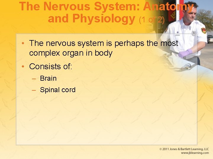The Nervous System: Anatomy and Physiology (1 of 2) • The nervous system is