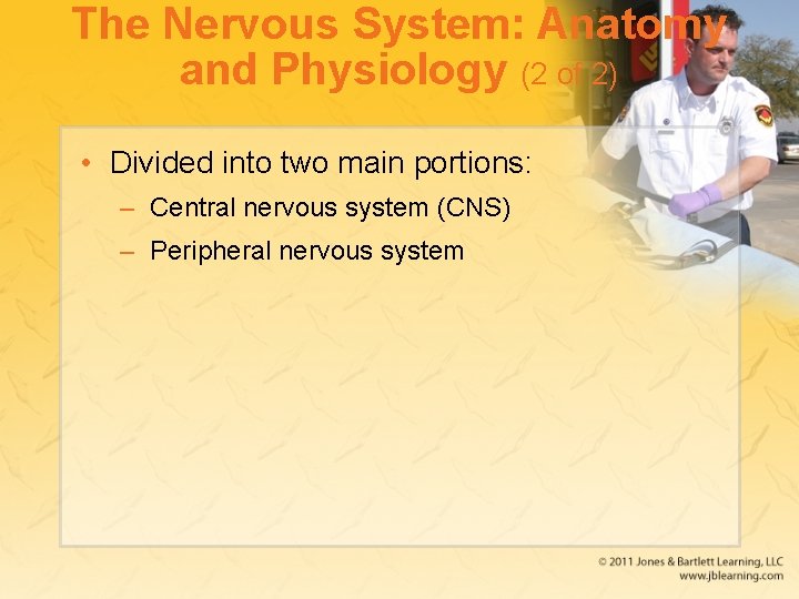 The Nervous System: Anatomy and Physiology (2 of 2) • Divided into two main