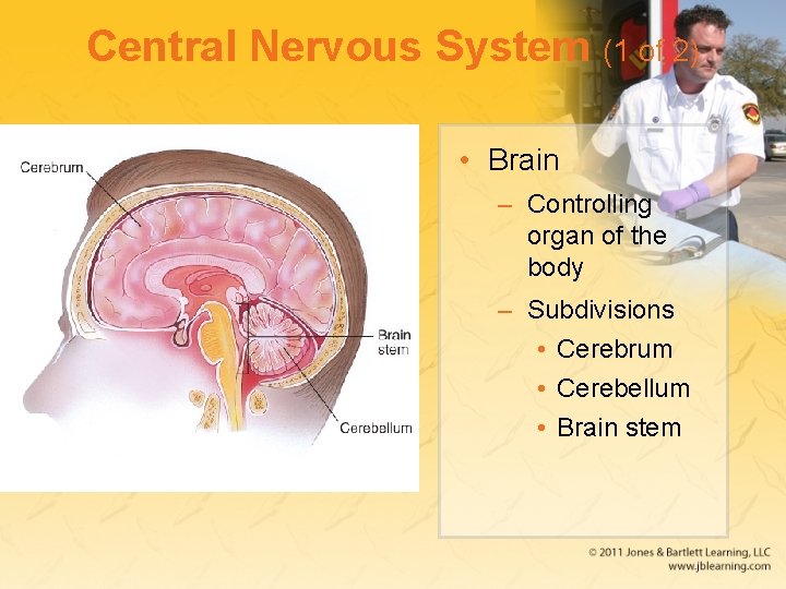 Central Nervous System (1 of 2) • Brain – Controlling organ of the body