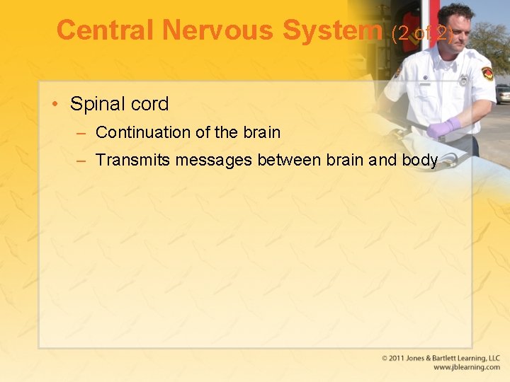 Central Nervous System (2 of 2) • Spinal cord – Continuation of the brain