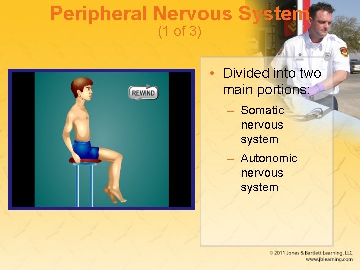 Peripheral Nervous System (1 of 3) • Divided into two main portions: – Somatic
